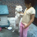 강아지 <b>학대</b>하는 주인