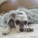 (사진有)어제 저의 사랑하는 6번째 가족 두리를 잃었네요...