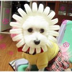 꽃보다 <b>해피</b>