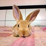 저희 토끼아가들도 자랑할래요♡ [사진有]