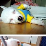 이 강아지 <b>품종</b>이 뭔가요?