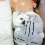 6년이란세월을 나와함께보낸 울별님애기♡