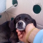 교통사고당한 강아지를 구해줬어요....