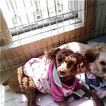 부산영도구/강아지를 찾습니다