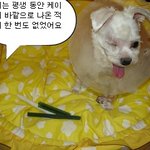 선천적으로 한 쪽 눈이 없는 윙크..<b>퍼피</b>밀의 기계가 아니에요!!
