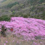 <b>강화</b> 고려산 진달래축제 ^^