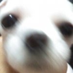 [사진有]사랑하는강아지가죽었어요....
