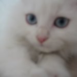 저의 <b>집</b>에 <b>새</b> 식구 소프양을 소개할려구요~