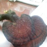 이거 영지<b>버섯</b> 마즘?