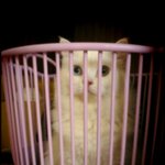 하얀고양이 종을 알려주실분~!!!