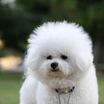 <b>일명</b> '유동근견' 비숑프리제의 매력!