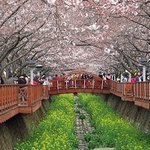 꽃놀이에 치명적! 꽃가루 알레르기 예방, 퇴치하자!