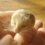 너무 귀여운 <b>애완</b>용 날쥐 '제르보아'