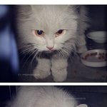 ★ 초대하지 않은 손님 (사진有)