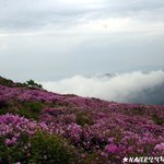 <b>황매산</b> 철죽제 ^^