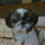 강아지 애타게 찾습니다