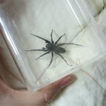 [사진有]이 <b>거미</b>를 어찌해야 하나요?