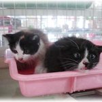 [<b>임보</b>/입양환영] 까망 옷입은 아기냥이- 인사드려요 :d