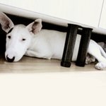 (사진有)<b>저번</b>에 톡 된 우리집 개ㅋㅋㅋ