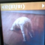 엎드려뻗쳐하는3살동생..(사진有)