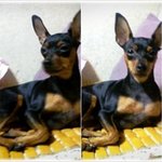 중계동 그린아파트 미니핀 <b>여아</b>(나라) 찾습니다,, 도와주세요!