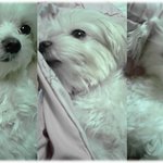 <b>천사</b> 강아지를 잃어버렸어요.. 도와주세요ㅜ