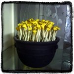 콩<b>나물</b>시루...