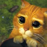 <b>슈렉</b>에 출연했던 고양이? 넘 이쁘다