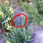 연못 물에 죽어 있던 정체 불명의 새 -_-?