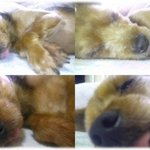 죽음의 <b>문턱</b>까지 갔다 온 우리초롱이,