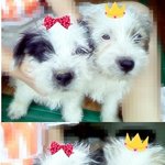 <<b>수원</b>> 2달된 강아지<발바리> 분양 합니다~!!