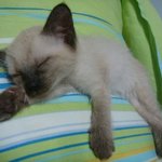 키보드 선을 뽑아 버린 우리집 냥이 ♡