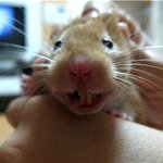 [사진有]저희집<b>햄스터</b>를 소개할게요! 안보면후회