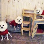 [사진有]우리 귀여운 <b>아가</b>들입니다.