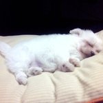 [사진有]<b>돌</b>+아이같은 우리<b>집</b> 뚱이를 소개합니다