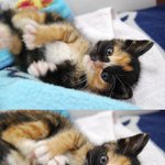 아기고양이가 좋은 <b>주인분</b>을 만났어요:)