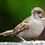 <b>참새</b> 닮은 남자 어때요???