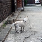 진짜 불쌍한 유기<b>견</b> 한마리를 주웠습니다ㅡㅜ