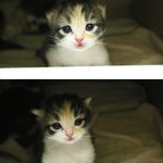 너무 예뻐서 <b>감격</b>스러운 아기냥이...