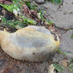 이<b>희귀</b>생물체는 무엇인가요,,,?