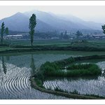 망종의 <b>농촌</b>들녘