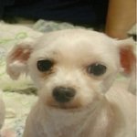 울산 동구 울기등대공원에서 말티즈 <b>암컷</b>을 잃어버렸습니다.ㅜㅜ