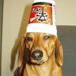 주인이 캐 <b>안티</b>! 제발 이것 좀 치워줄래?