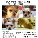 서울 은평구 에서 실종. 호순아 돌아와~ㅜㅜ