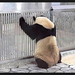 추성훈 같은 몸매 만들기! - 다이어트 하고 싶어