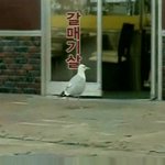 쇼 요금제 어디까지 써봤니?