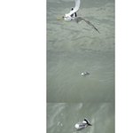 [사진有]<b>낚시</b>하다가 갈매기를 잡았어요 @o@