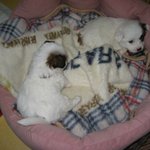 [사진有]동네 유기견을 2년 가까이 돌보고 있어요