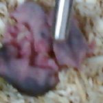 [사진有]저희<b>집</b> 햄스터<b>두</b>번째출산!!