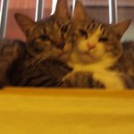 안녕하세요 고양이 분양합니다.